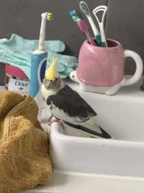 Found Cockatiel