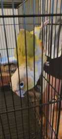 Found Conure