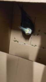 Found Cockatiel