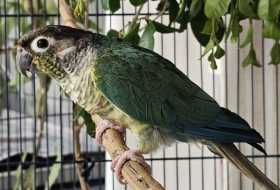Found Conure
