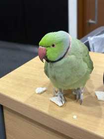 Found Indian Ringneck Parakeet