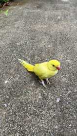 Found Indian Ringneck Parakeet