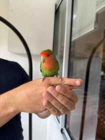 Found Lovebird