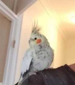 Found Cockatiel