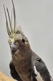Found Cockatiel