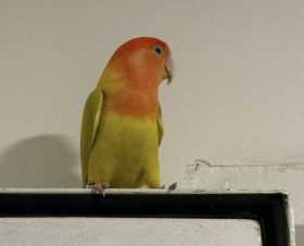 Found Conure