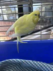 Found Budgerigar