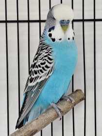 Found Budgerigar