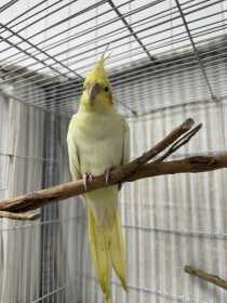 Found Cockatiel