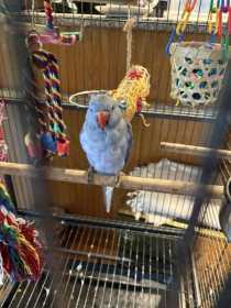 Found Indian Ringneck Parakeet