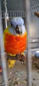 Found Grass Parakeet