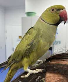 Found Indian Ringneck Parakeet