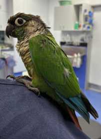 Found Conure