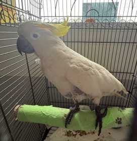 Found Cockatoo