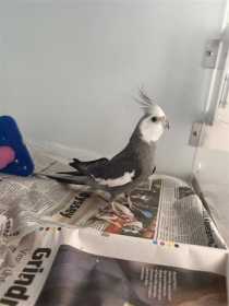 Found Cockatiel