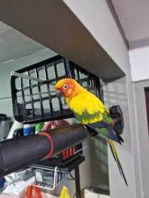 Found Conure