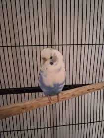 Found Budgerigar
