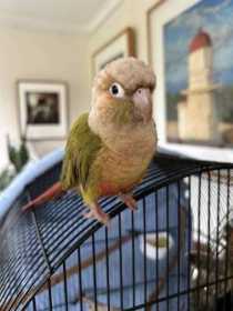 Found Conure