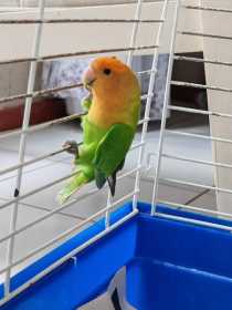 Found Lovebird