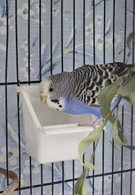 Found Budgerigar