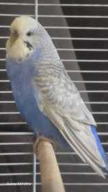Found Budgerigar