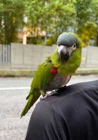 Found Macaw