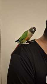 Found Conure