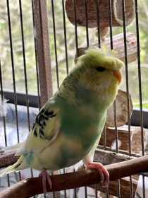 Found Budgerigar