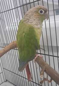 Found Conure