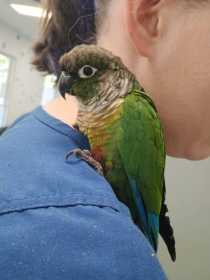 Found Conure