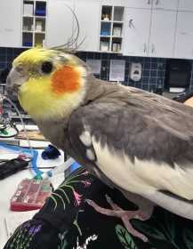Found Cockatiel