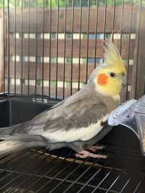 Found Cockatiel