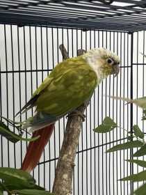 Found Conure