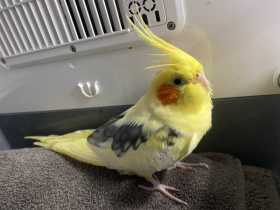 Found Cockatiel