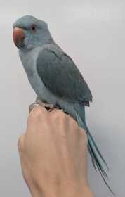 Found Indian Ringneck Parakeet