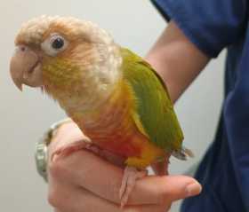 Found Conure