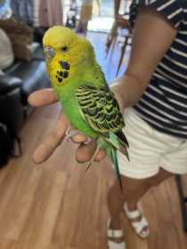 Found Budgerigar