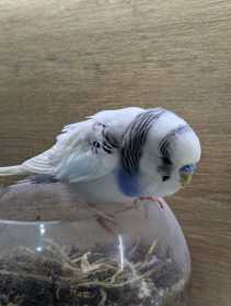 Found Budgerigar