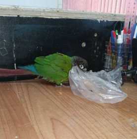 Found Conure