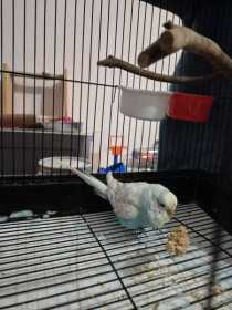 Found Budgerigar