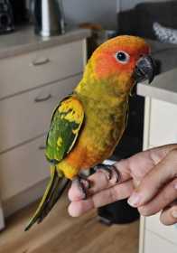 Found Conure