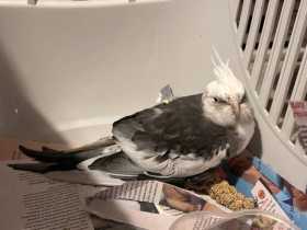 Found Cockatiel