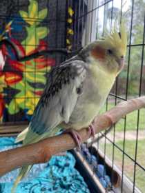 Found Cockatiel