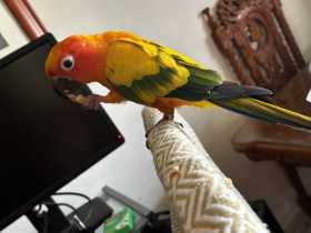Found Conure