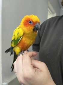 Found Conure