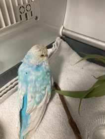 Found Budgerigar