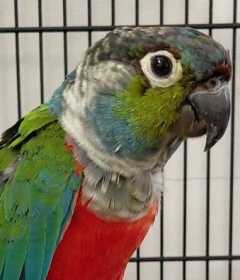 Found Conure