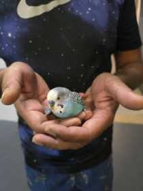 Found Budgerigar