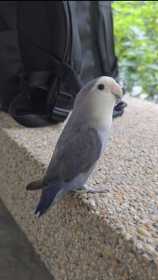Found Lovebird