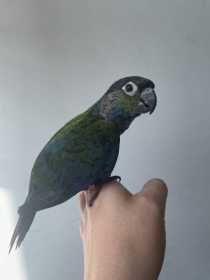 Found Conure